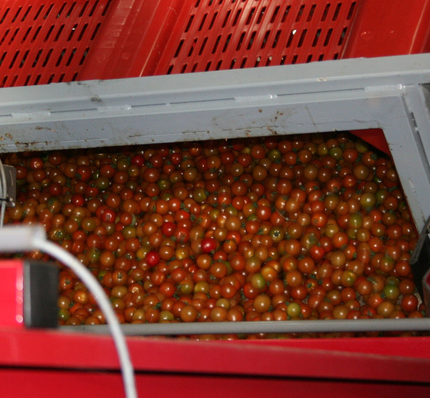 Aweta Tomato Sorting and Packing Line