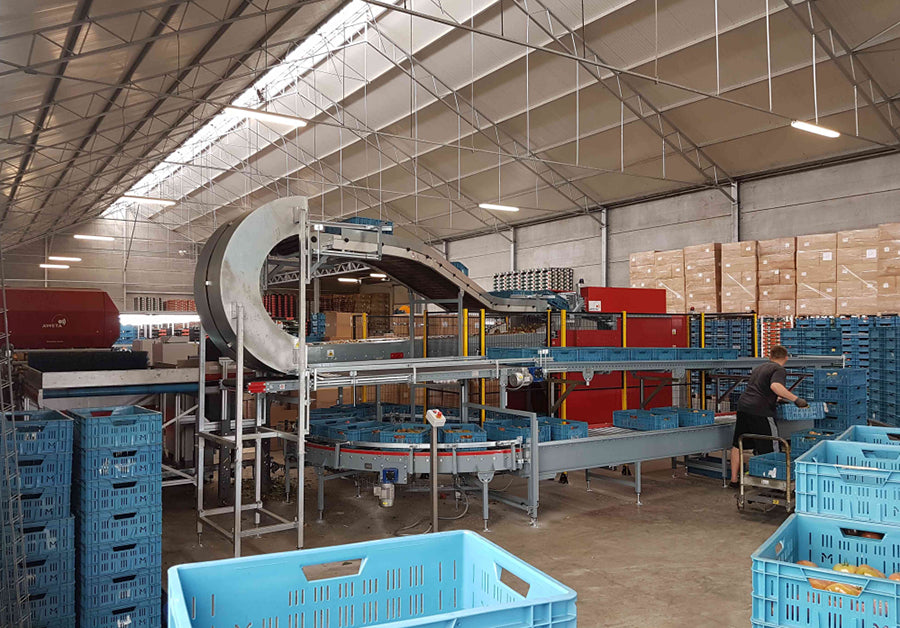 Aweta Tomato Sorting and Packing Line