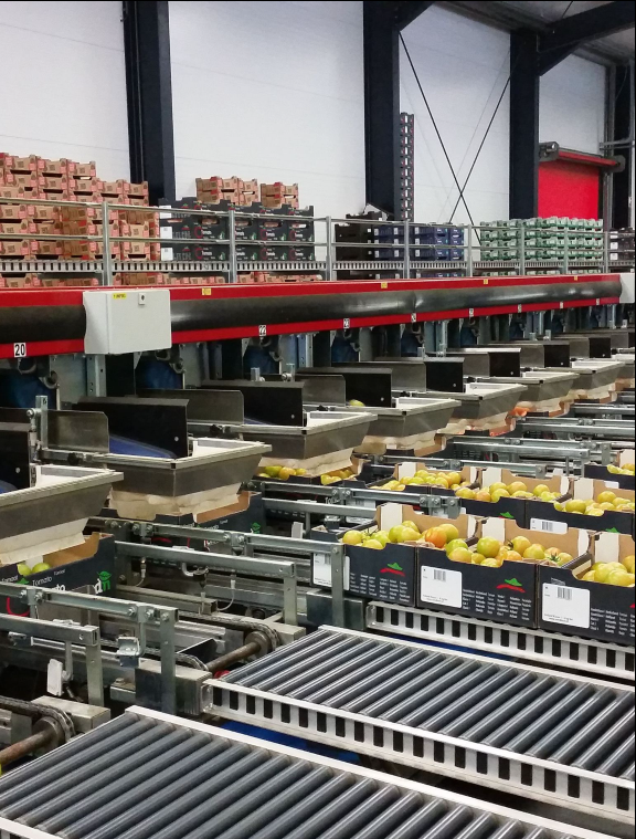 Aweta Tomato Sorting and Packing Line