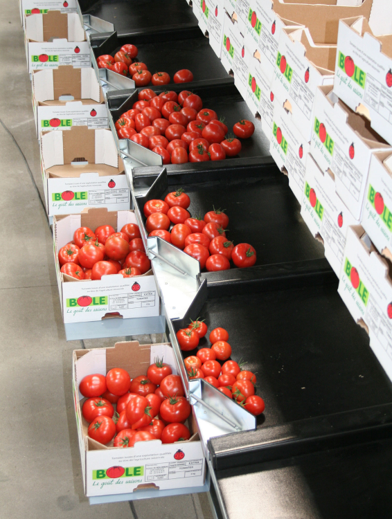 Aweta Tomato Sorting and Packing Line
