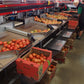 Aweta Tomato Sorting and Packing Line