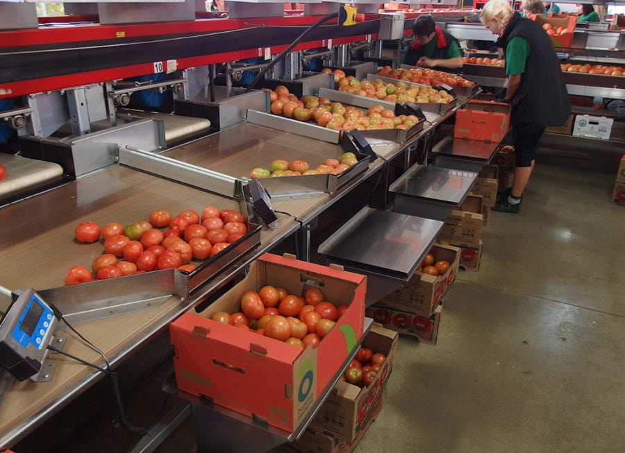 Aweta Tomato Sorting and Packing Line