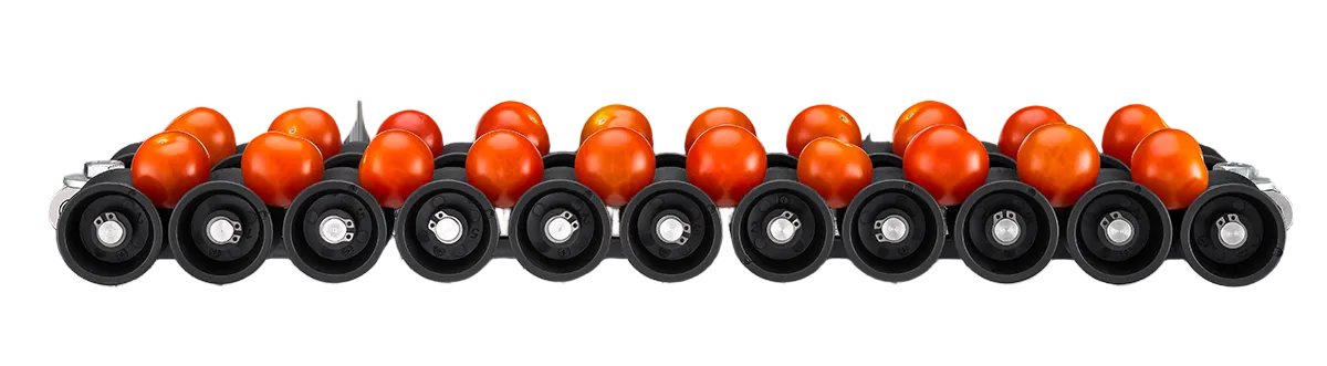 Aweta Tomato Sorting and Packing Line