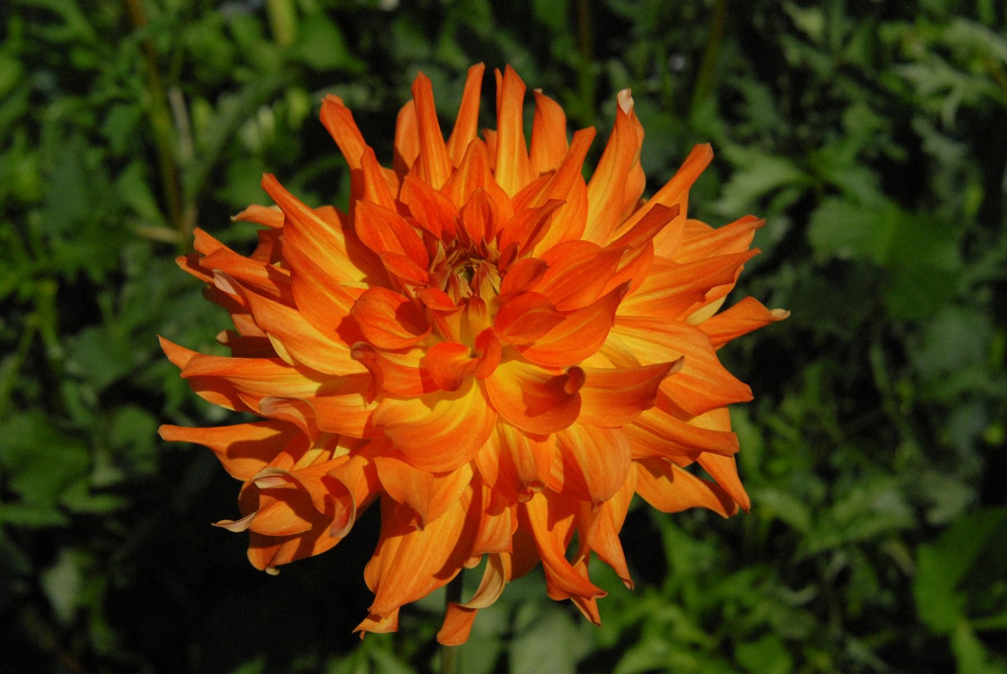 Azteca Dahlia