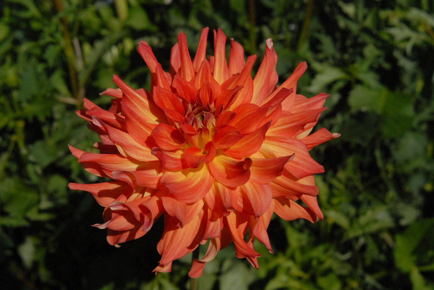 Azteca Dahlia
