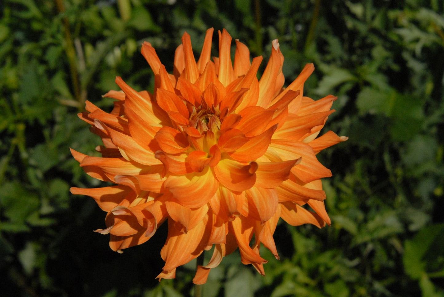 Azteca Dahlia