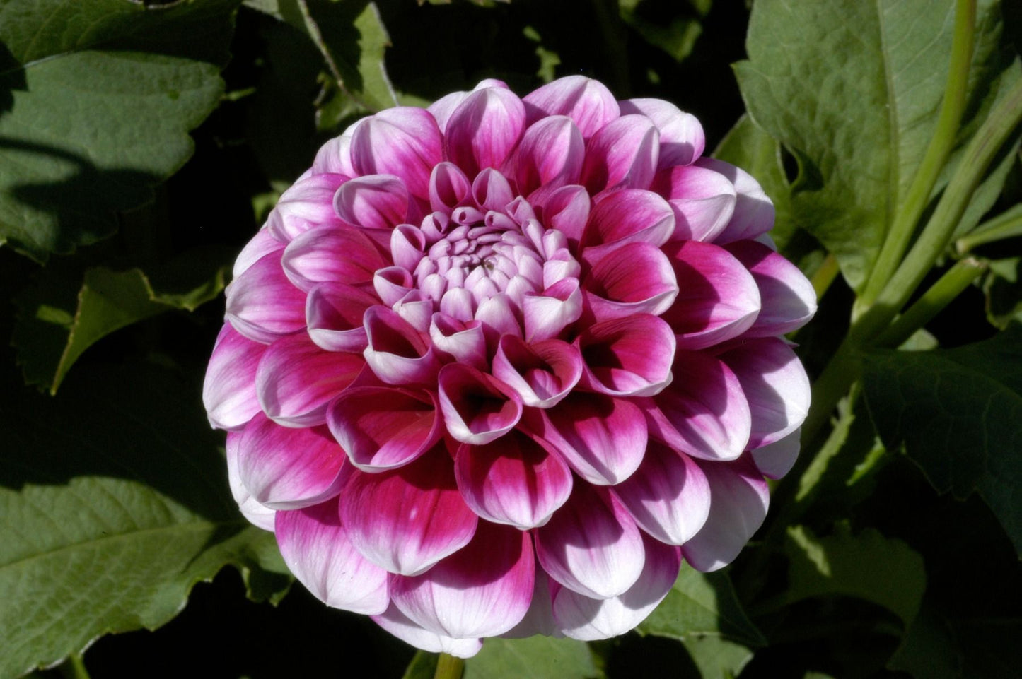 B Man Dahlia