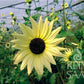 Italian White Sunflower Seeds online shopping