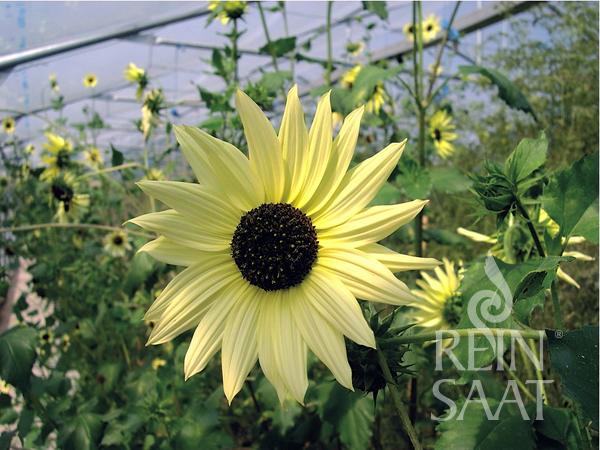 Italian White Sunflower Seeds online shopping
