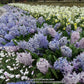 Caribbean Dream Hyacinth Bulbs