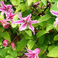 Texensis Duchess of Albany Clematis Vine