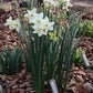 Polar Hunter Narcissus Bulbs