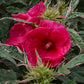 Summer Carnival Rose Mallow Hibiscus Plants