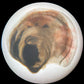 LILY Oyster Seed VA aquaculture online shopping