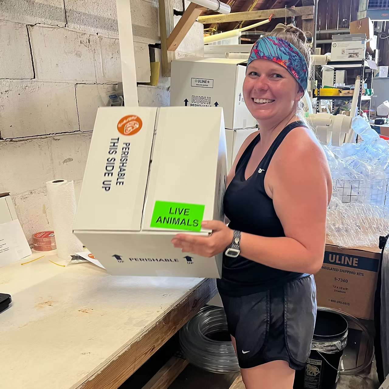 LILY Oyster Seed VA aquaculture online shopping