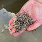 HNRY Oyster Seed VA aquaculture online shopping
