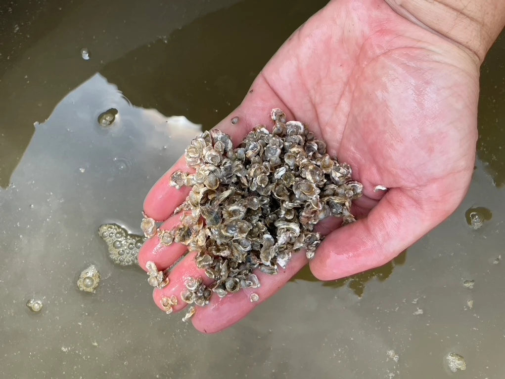 HNRY Oyster Eyed Larvae VA aquaculture online shopping