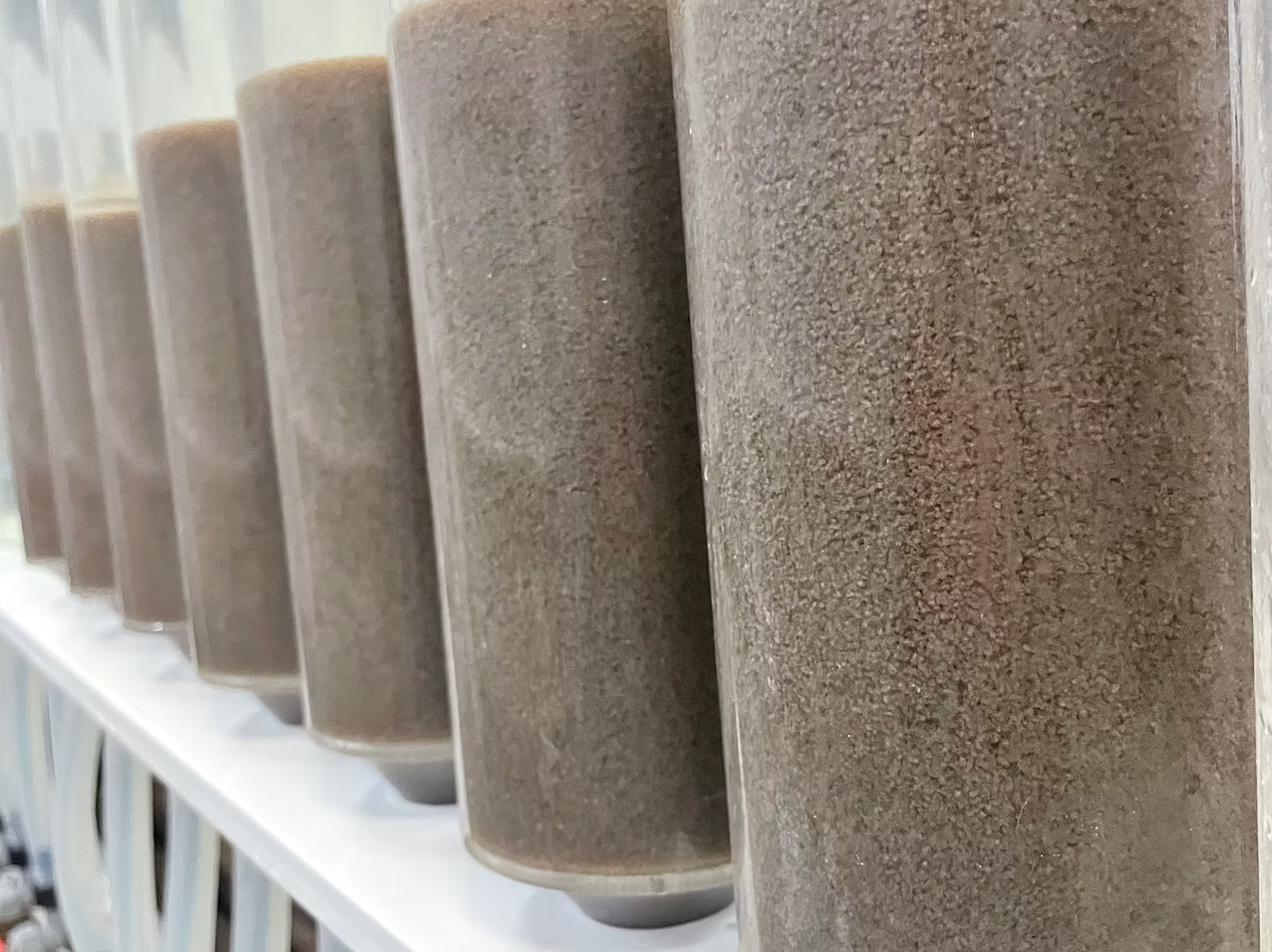 LILY Oyster Seed VA aquaculture online shopping