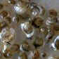 LILY Oyster Seed VA aquaculture online shopping