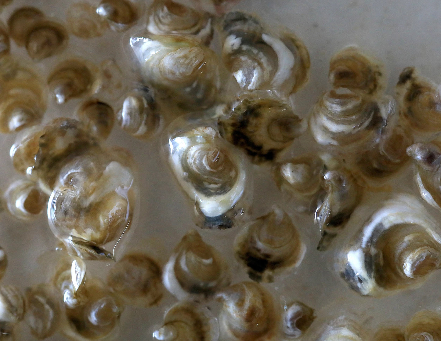 LILY Oyster Seed VA aquaculture online shopping
