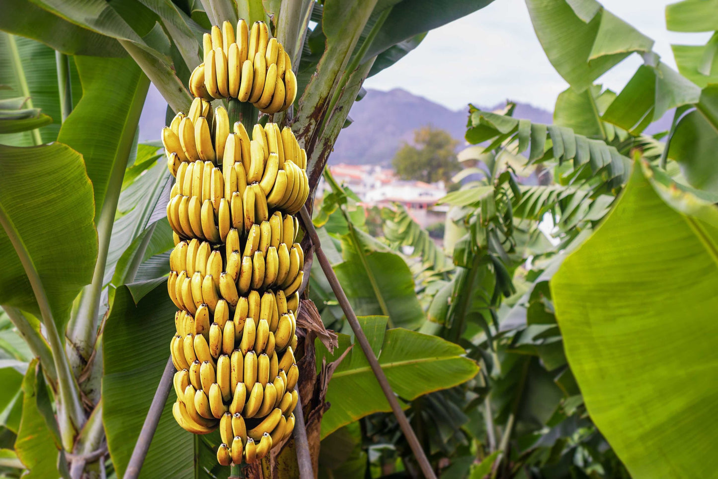 Banana Plant - Bananier