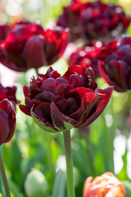 Palmyra Tulip Bulbs