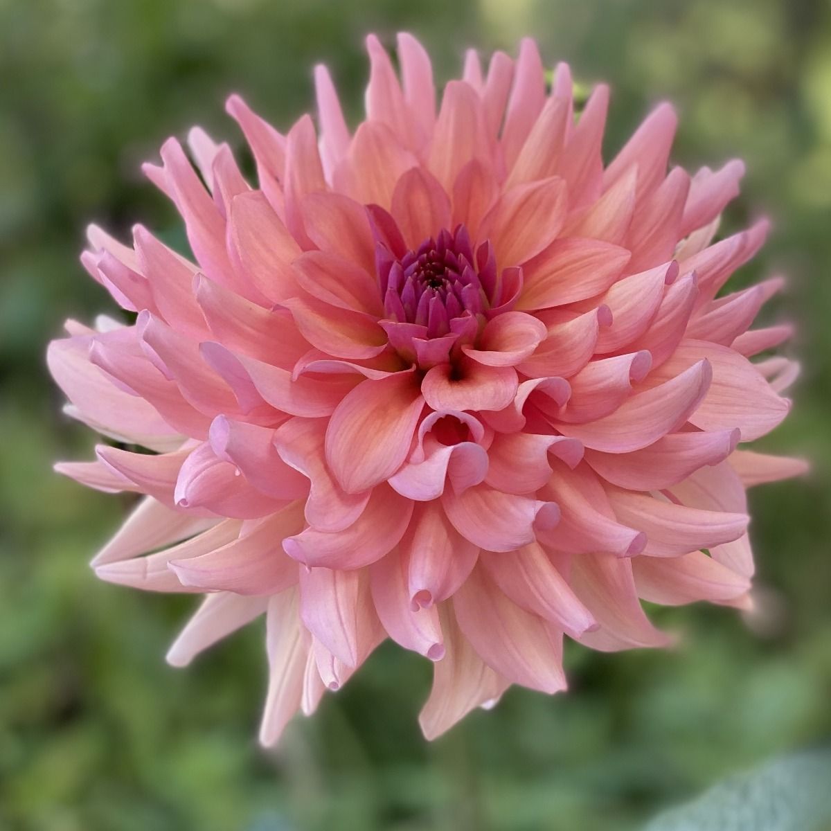 Barefoot Dahlia