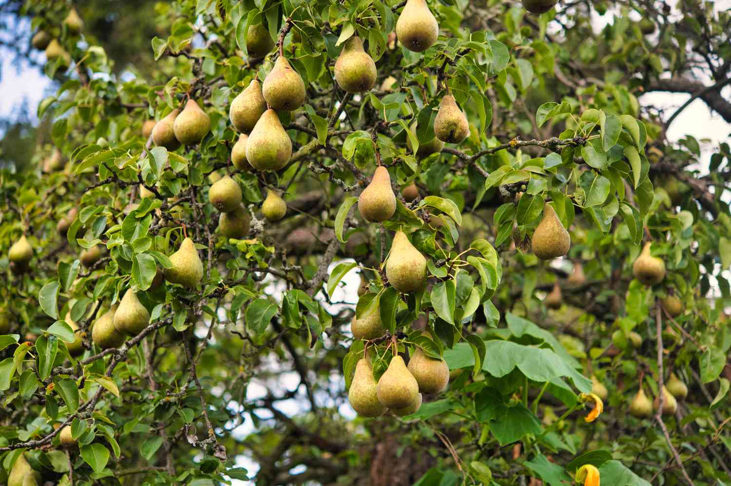 Pear Tree - Poirier