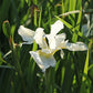 Iris Sibirica White Swirl