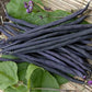 Carminat Bean Seeds online shopping