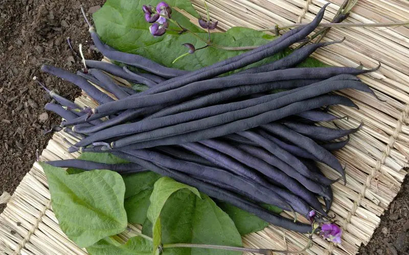 Carminat Bean Seeds online shopping