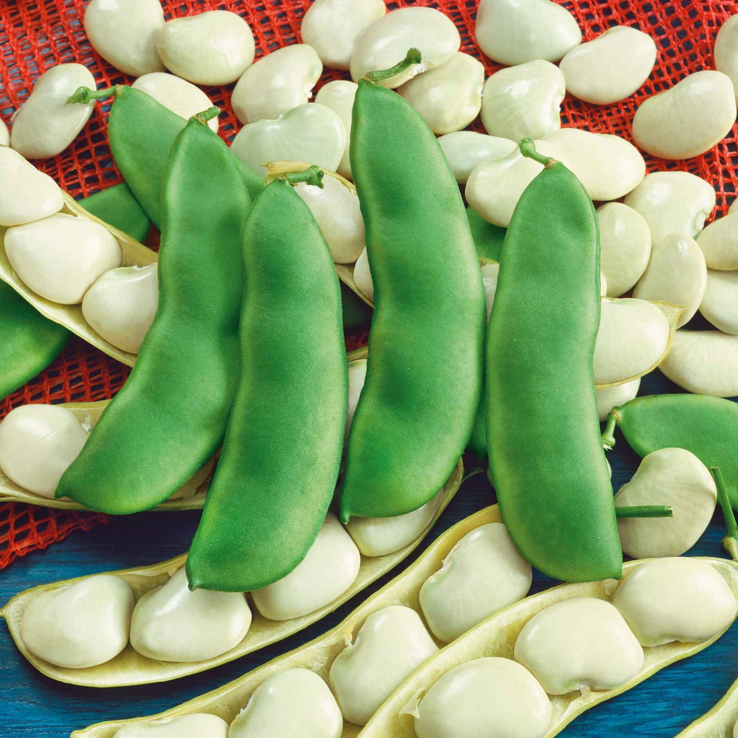 Early Thorogreen Drying Bean Seeds online shopping