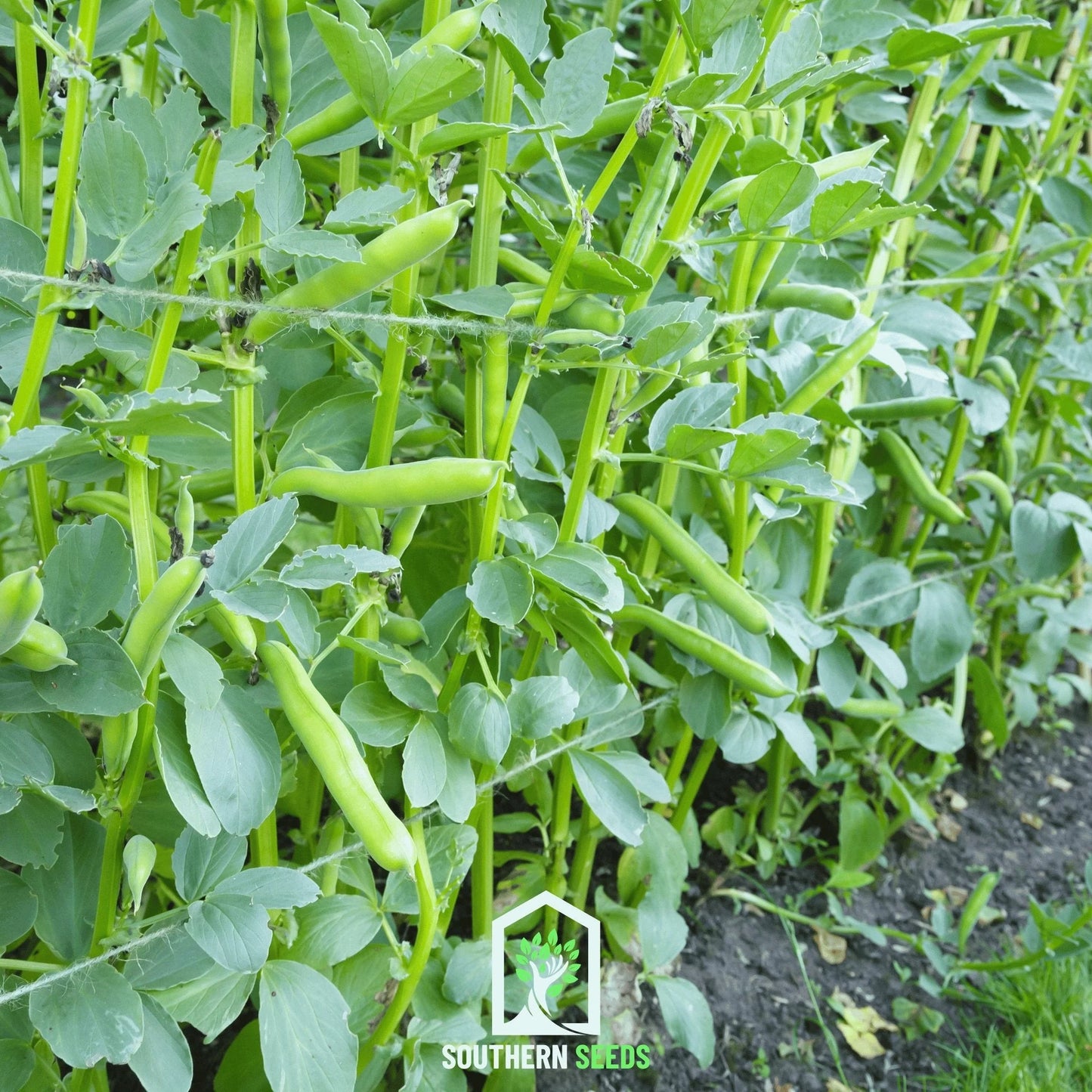 Windsor Broad Bean Seeds online shopping