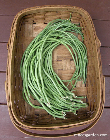 Noodle King Pole Bean Seeds online shopping