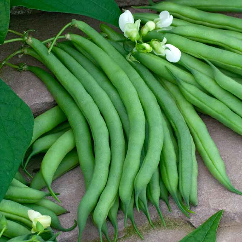 Kentucky Wonder Brown Bean Seeds online shopping