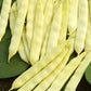 Serpedor Bush Bean Seeds online shopping