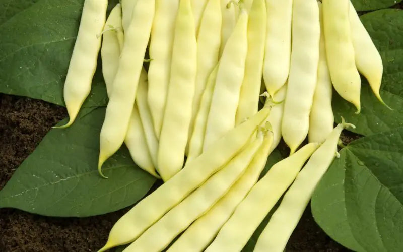 Serpedor Bush Bean Seeds online shopping