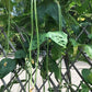 Noodle King Pole Bean Seeds online shopping