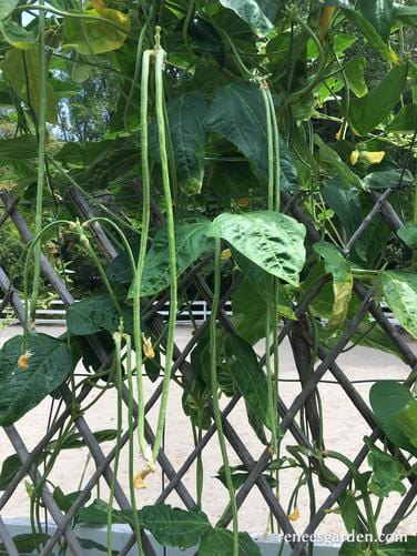 Noodle King Pole Bean Seeds online shopping