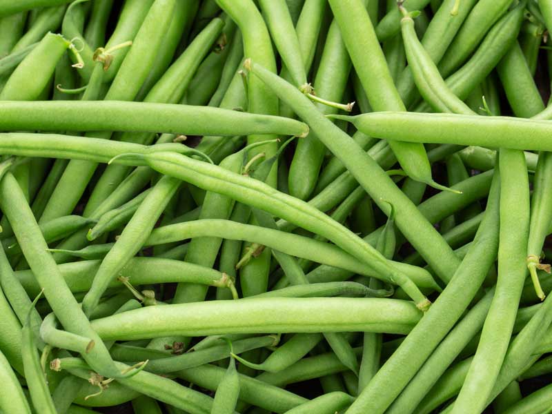 Jade Bush Bean Seeds online shopping