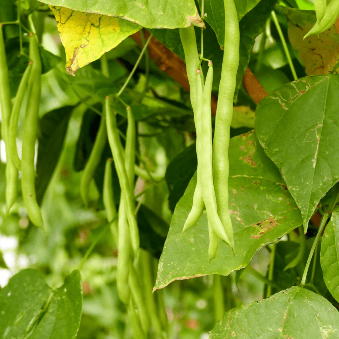Campo di Fiori Bush Bean Seeds online shopping