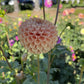 Bee Hive Dahlia