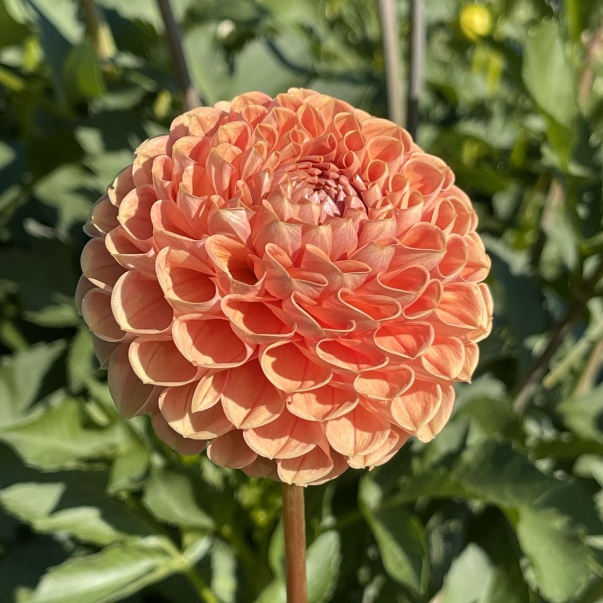 Bee Hive Dahlia