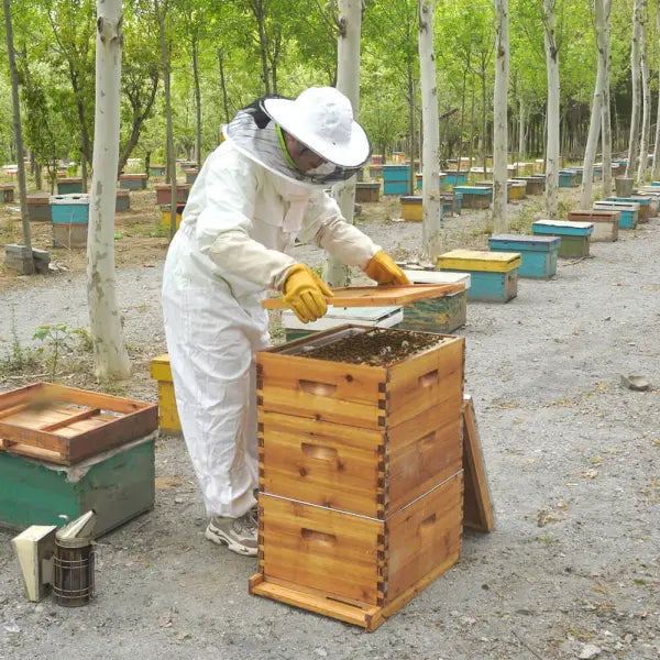 Langstroth Beehive