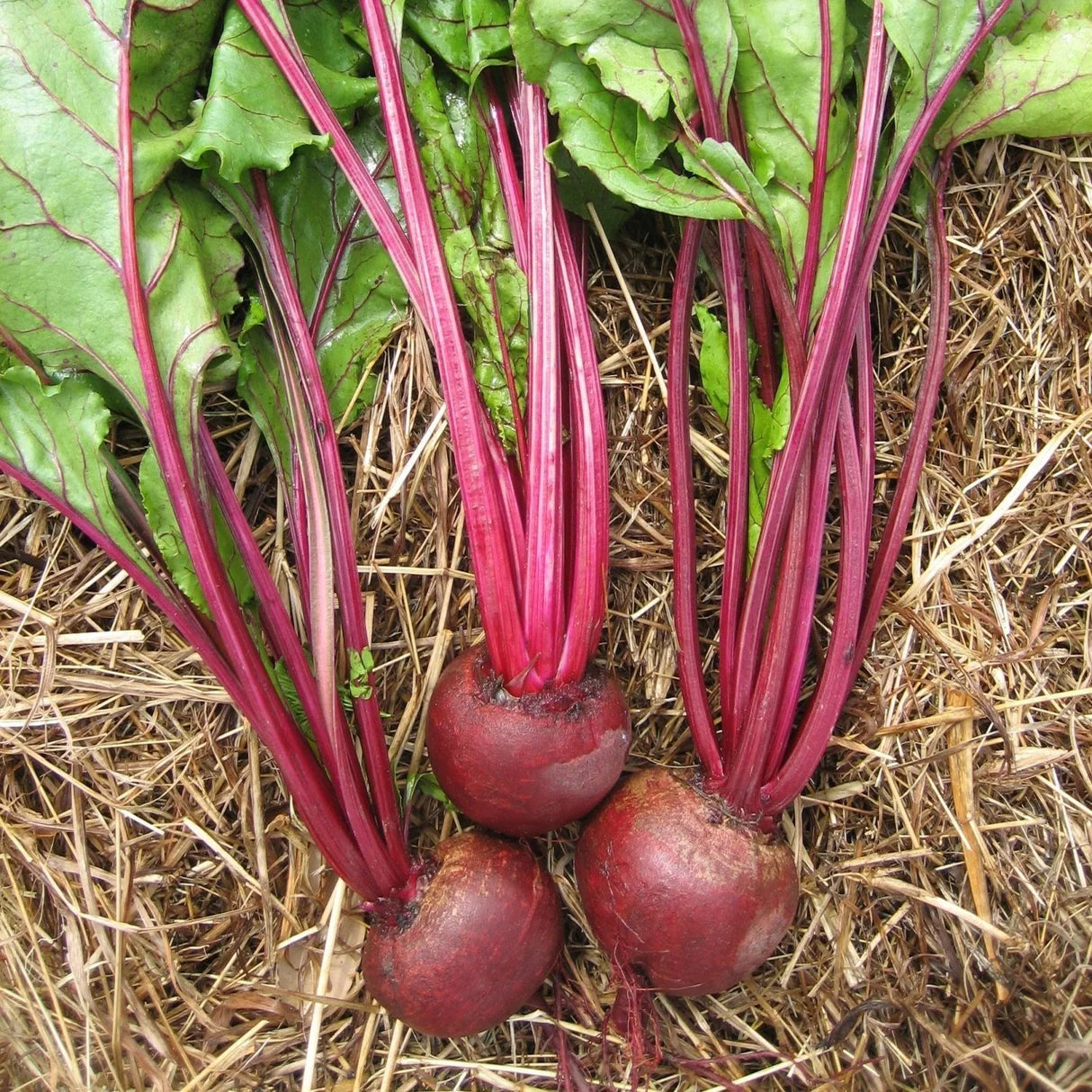 Detroit Supreme Beet Seeds online shopping