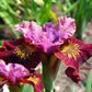 Iris Sibirica Miss Apple