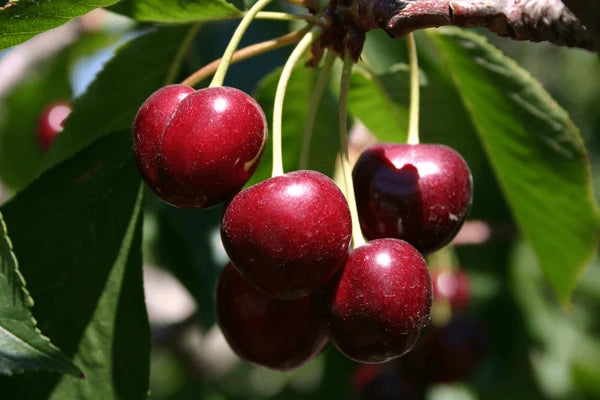 Cherry Tree - Cerisier