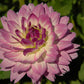 Bitsy Dahlia
