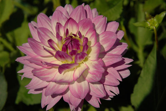 Bitsy Dahlia