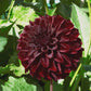 Black Satin Dahlia